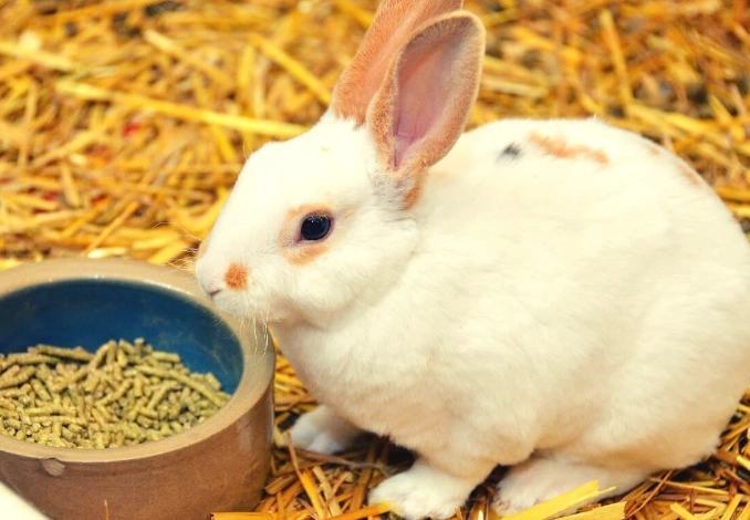 feeding rabbits pellets daily