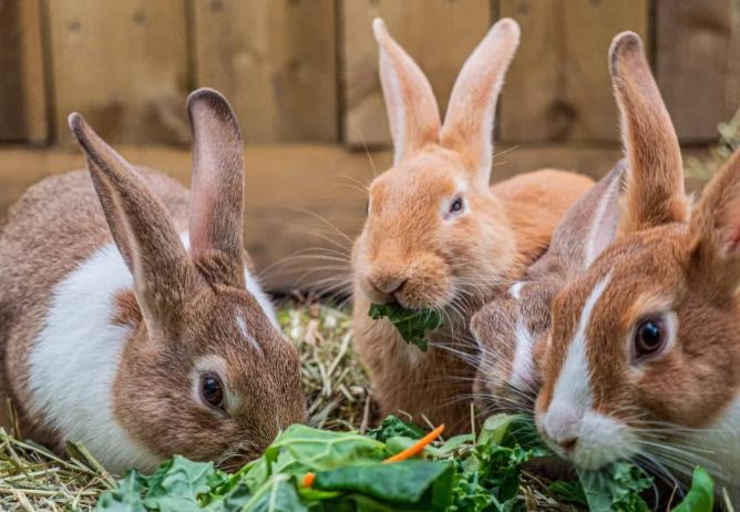 rabbit food list