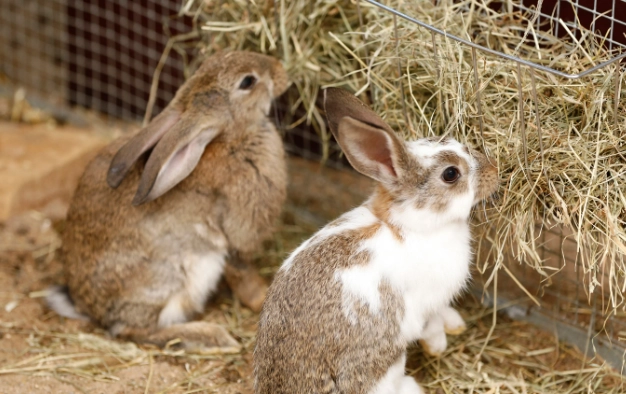 rabbit daily diet