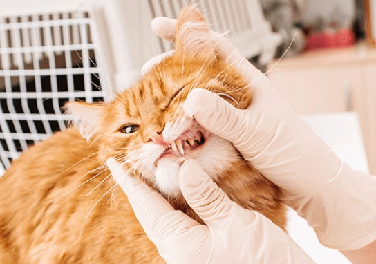 how much does cat teeth cleaning cost
