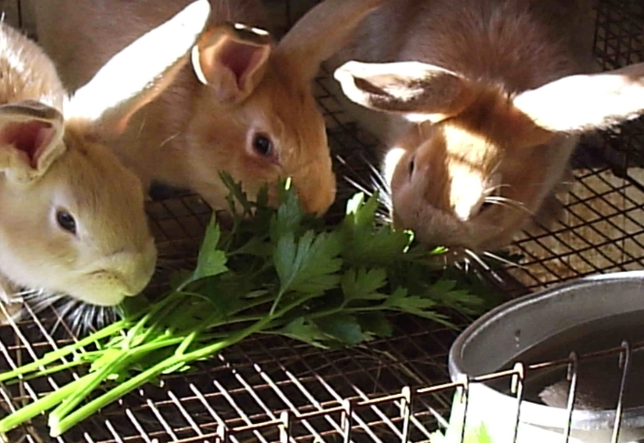 rabbit daily feeding amount