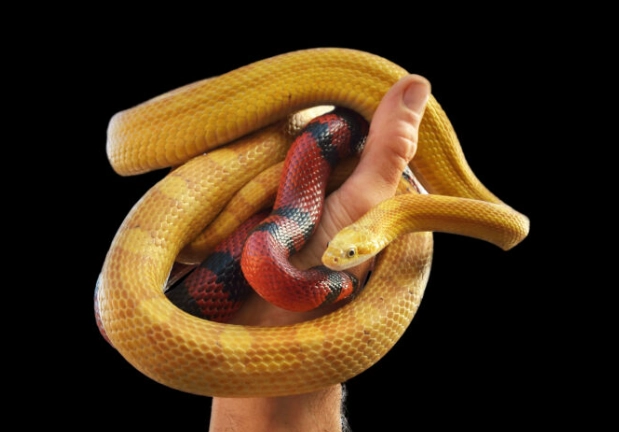 Wait 7 Days Before Handling Your New Snake: A Complete Guide