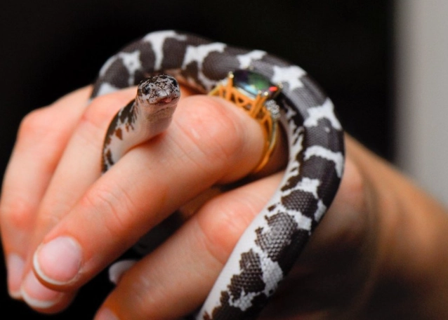 beginner friendly snakes