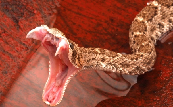 when to hold a new snake