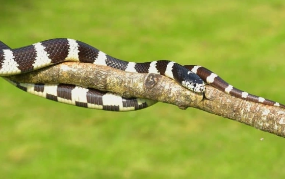 what to know before buying a snake