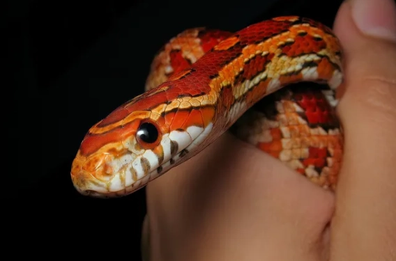 Best Pet Snakes for Beginners: A Complete Starter Guide
