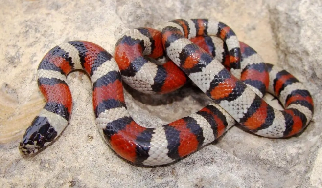 The Ultimate Snake Care Sheet: Habitat, Feeding & Health