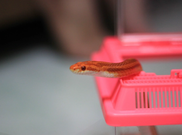 snake ownership guide