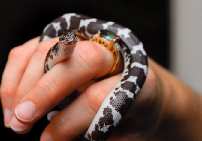 best pet snakes for beginners