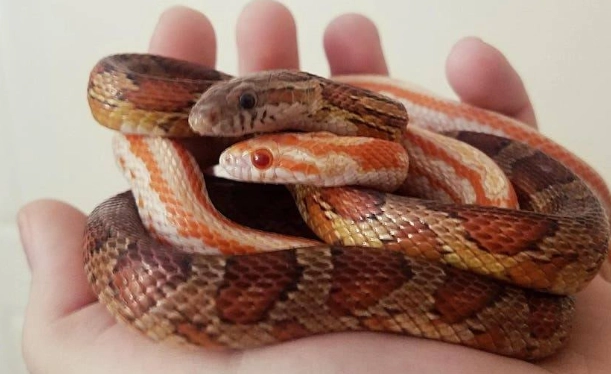 beginner friendly snakes