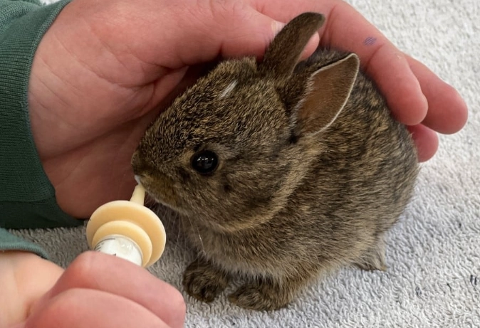 what to feed baby rabbits