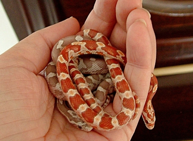 Best Pet Snakes for Beginners: Corn Snake vs. Ball Python