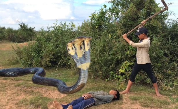 snake handling after purchase