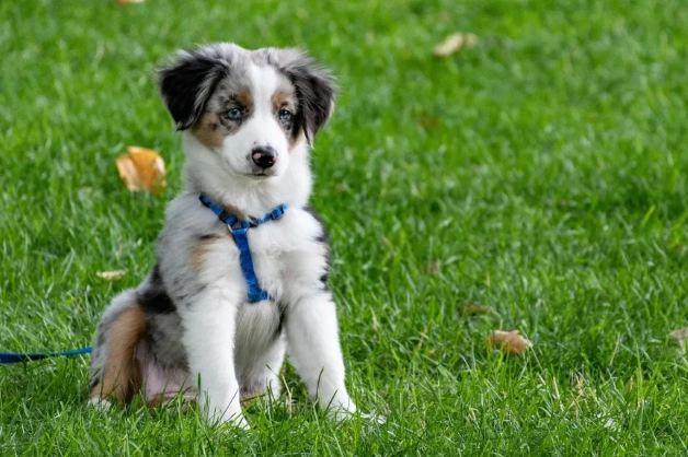 Puppy Training Schedule by Age: A Complete Week-by-Week Guide