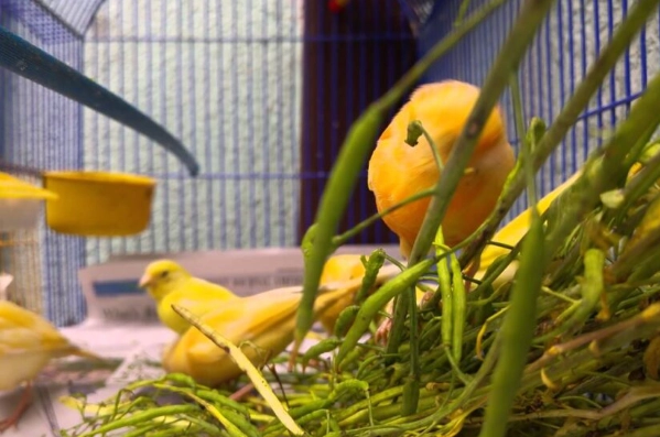 Dangerous Foods for Canaries: A Complete Guide to What Not to Feed