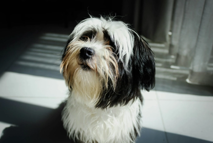 Puppy Training Basics Week by Week: A Complete Guide for New Owners