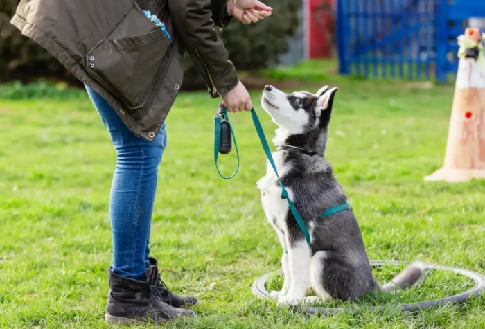 Puppy Training 101: Essential Basics Every New Dog Owner Must Know