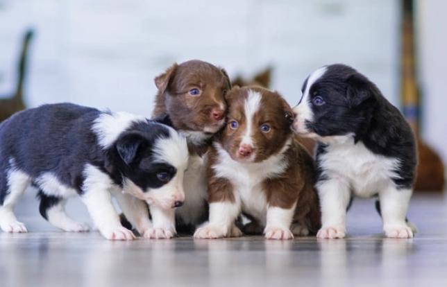 8 Week Old Puppy Training: The Complete Guide to Potty, Crate & Obedience Basics