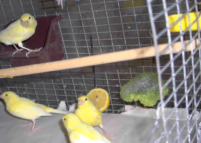 How to Tell if Your Canary is Happy: A Complete Guide