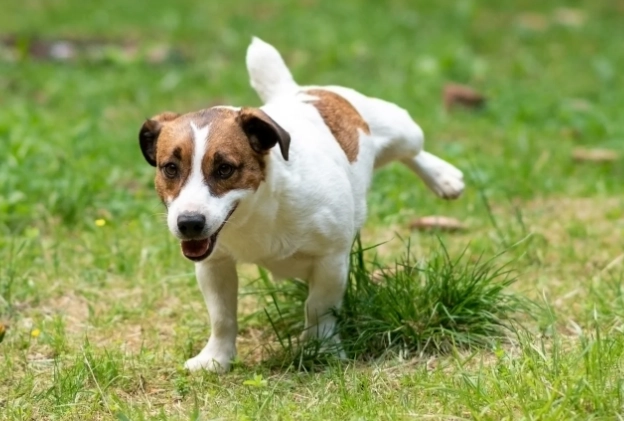 Puppy Potty Training: A Step-by-Step Guide to Outdoor Success