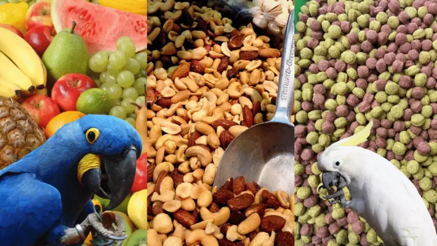 parrot feeding guide