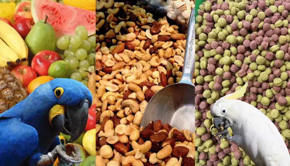 parrot nutrition guide