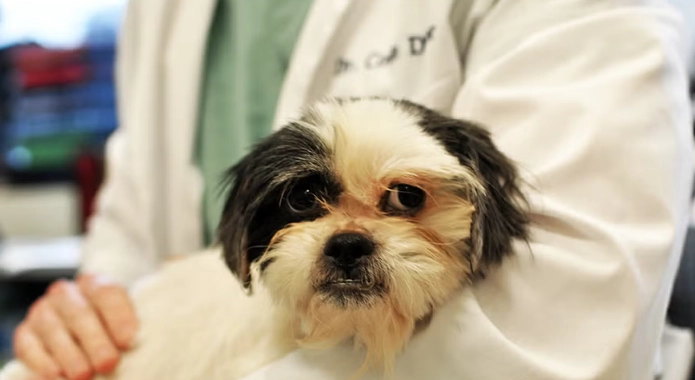 symptoms of deadly dog illnesses