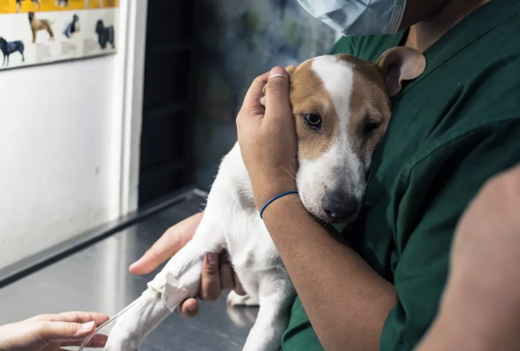 dog respiratory virus symptoms