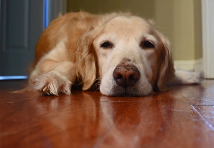 symptoms of sick dog