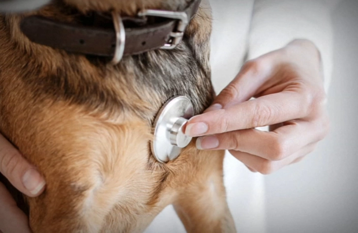 dog respiratory virus symptoms