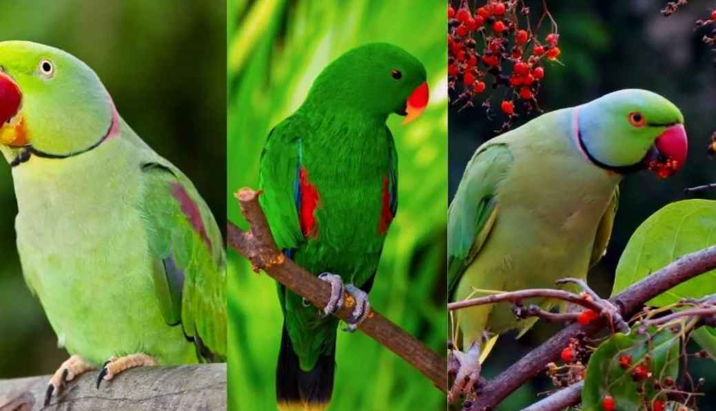 Green Parrot Diet Guide: What to Feed & What to Avoid