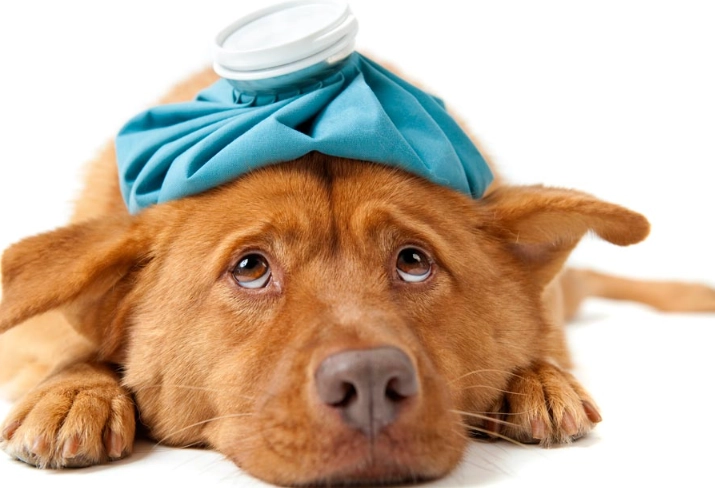 common dog sicknesses