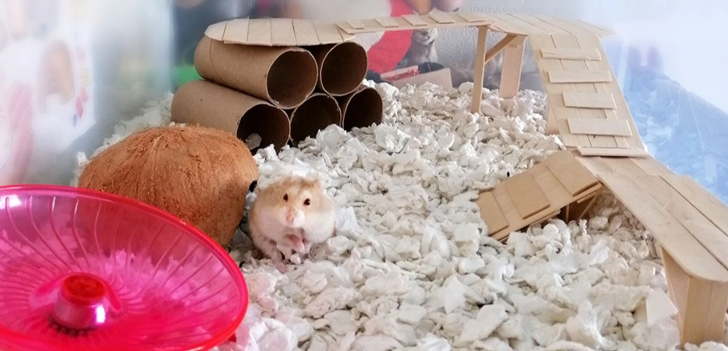 What Do Hamsters Really Need in Their Cage? A Vet-Approved Checklist