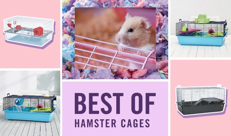 common hamster cage setup errors