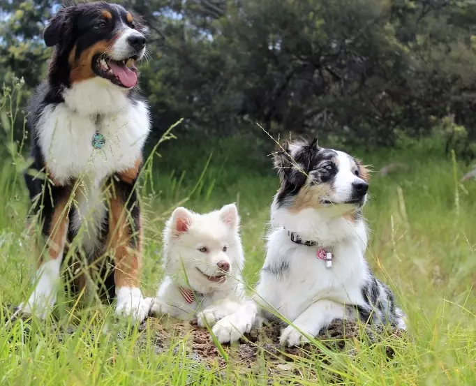 dog illness symptoms