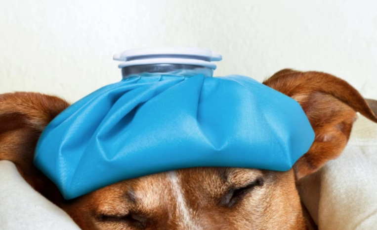 Signs Your Dog Is Sick: How to Know If Your Dog Is Unwell