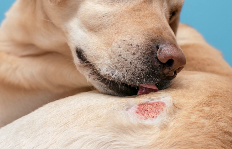 common causes of death in dogs