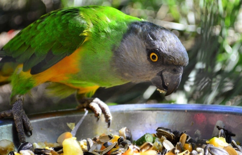 green parrot food list