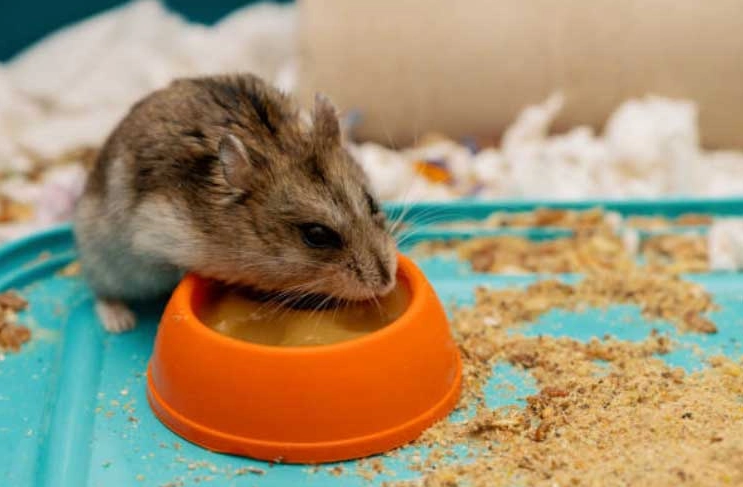 hamster litter box setup