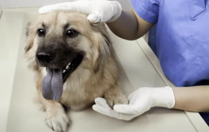 canine infectious respiratory disease complex