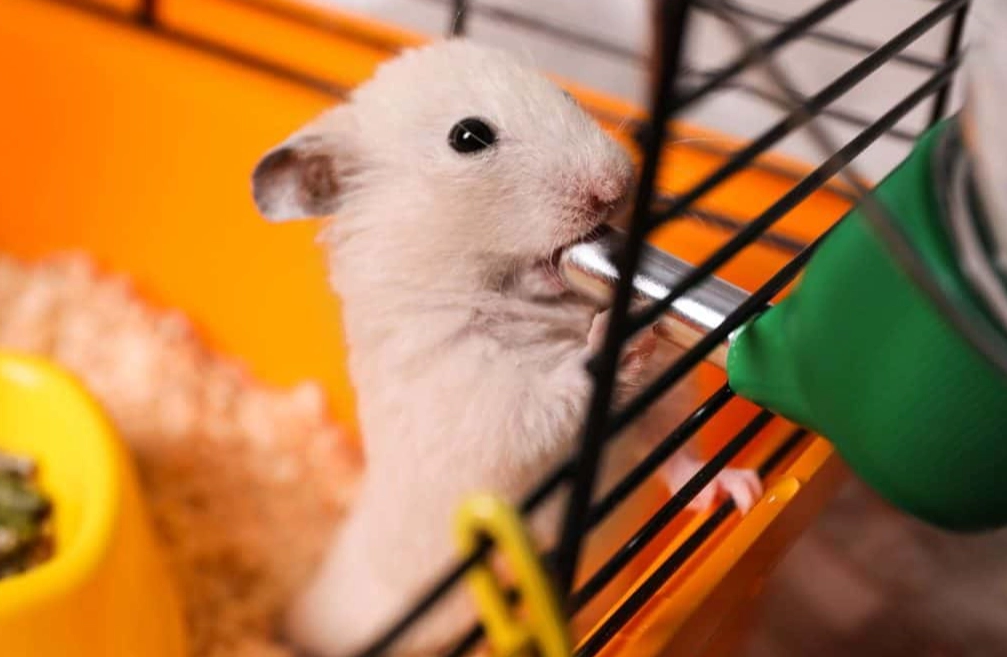 hamster habitat setup