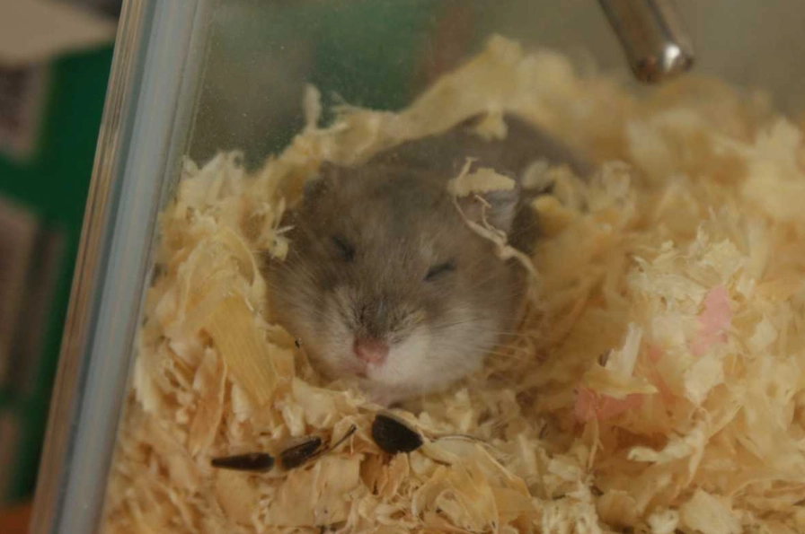 hamster cage size requirements