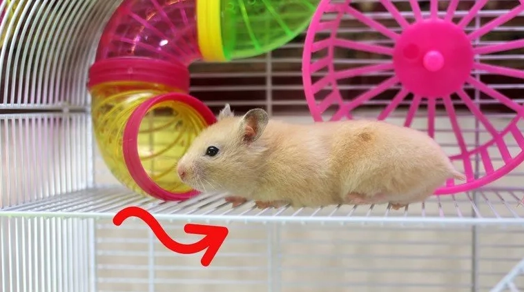 common hamster cage setup errors