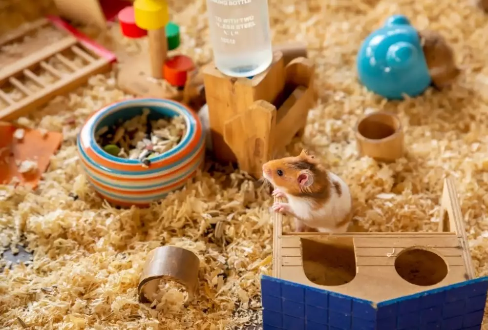 setting up hamster cage