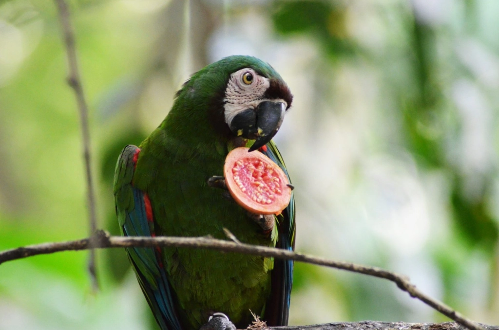 healthy parrot diet