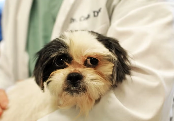 Dog Diseases and Symptoms: A Complete Guide to Protecting Your Pet