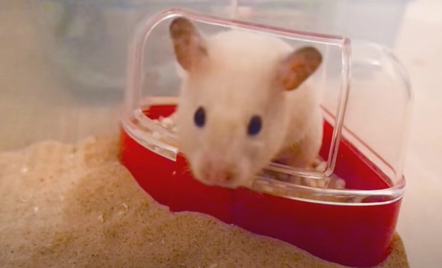 hamster pee in one spot