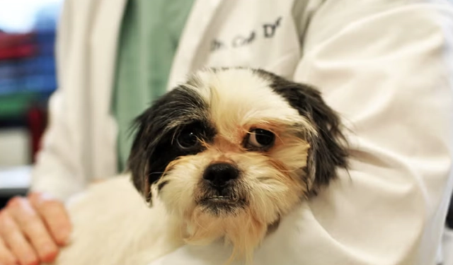 dog vomiting and diarrhea