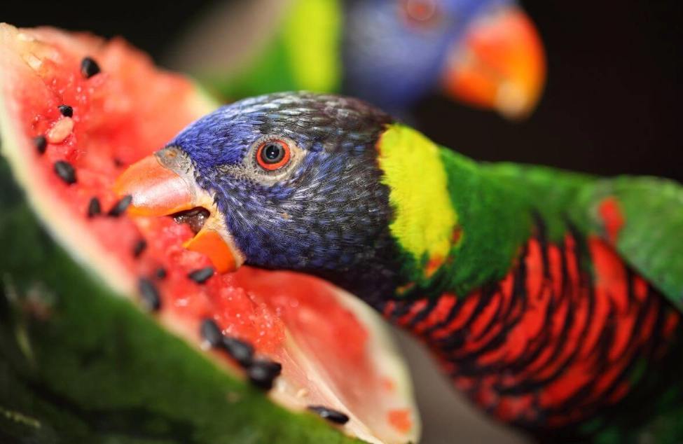 what to feed a parrot