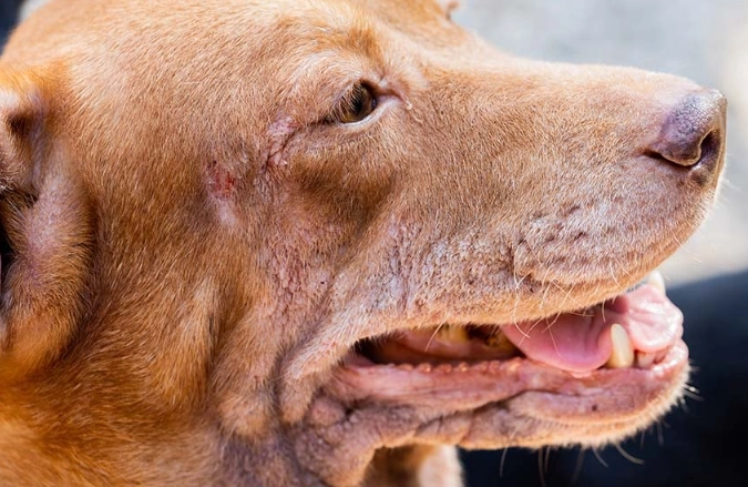 dog diseases and symptoms